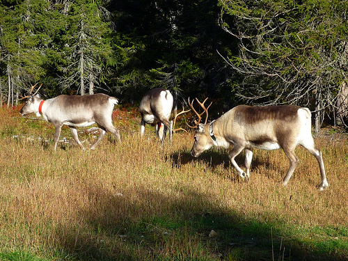 Reindeer in Finland